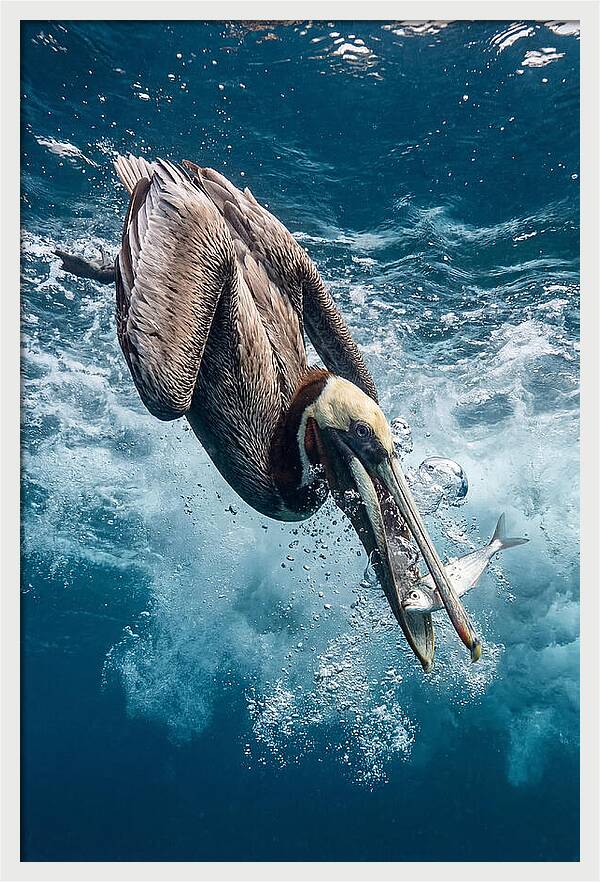 Pelican Plunge In Motion