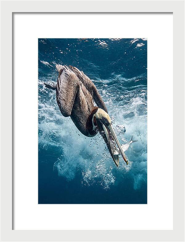 Pelican Plunge In Motion