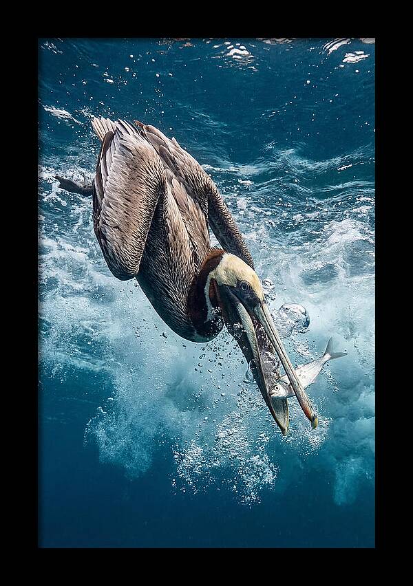 Pelican Plunge In Motion