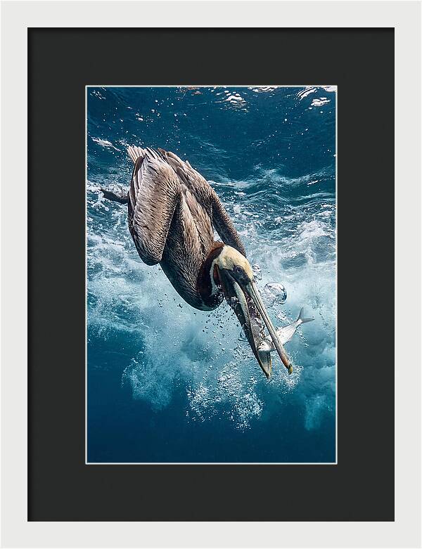 Pelican Plunge In Motion