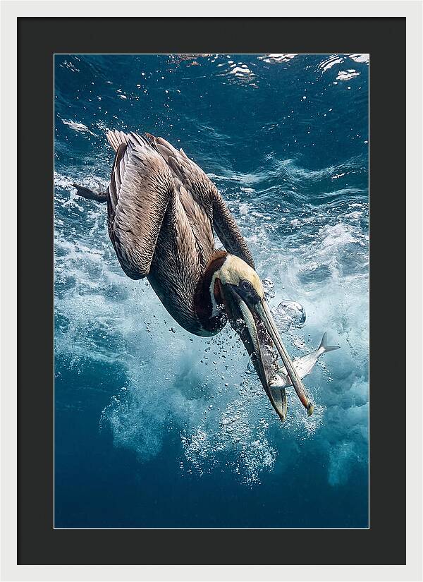 Pelican Plunge In Motion