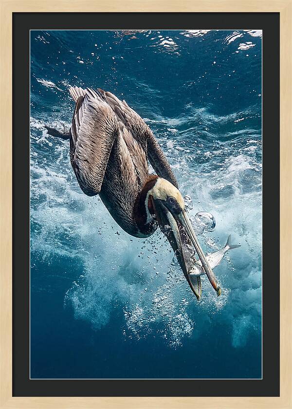 Pelican Plunge In Motion