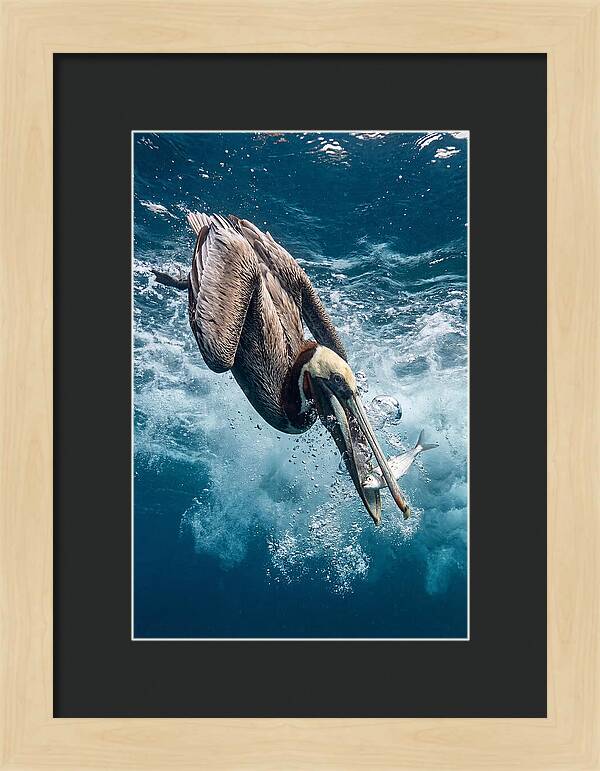 Pelican Plunge In Motion