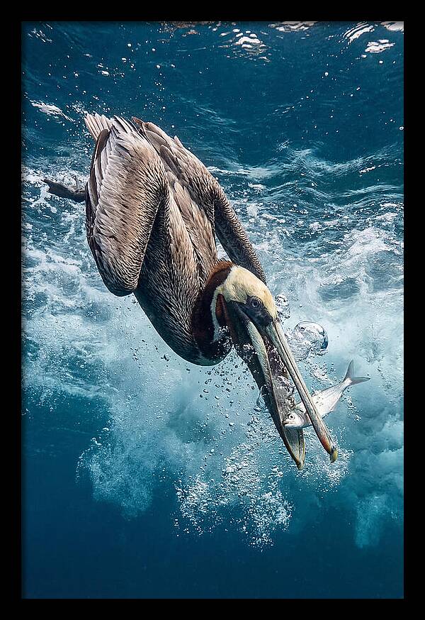 Pelican Plunge In Motion