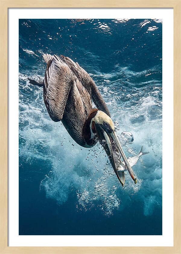 Pelican Plunge In Motion