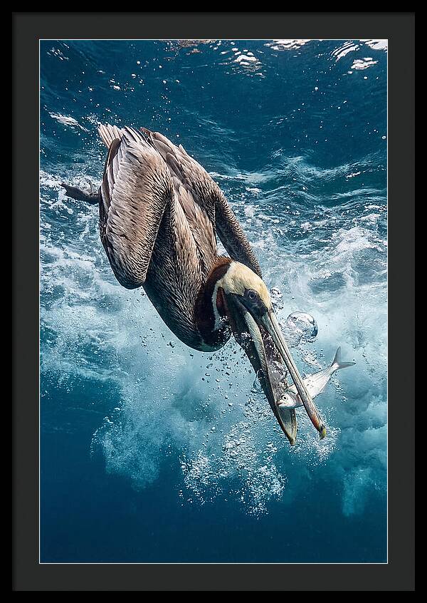 Pelican Plunge In Motion