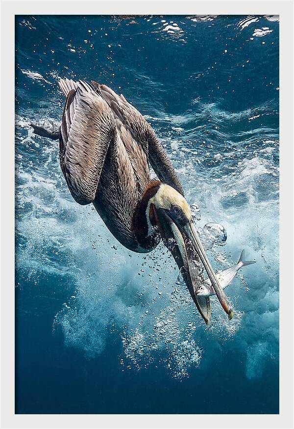 Pelican Plunge In Motion