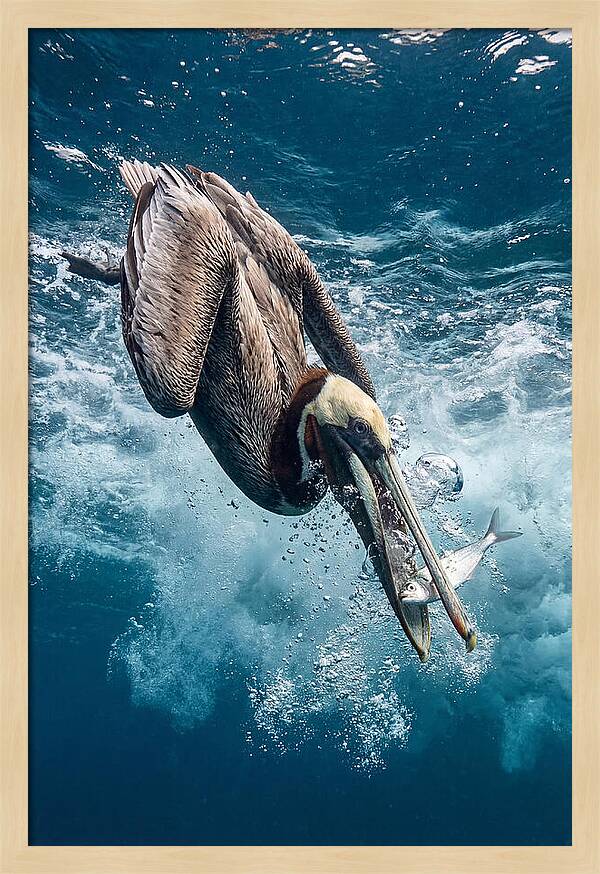 Pelican Plunge In Motion