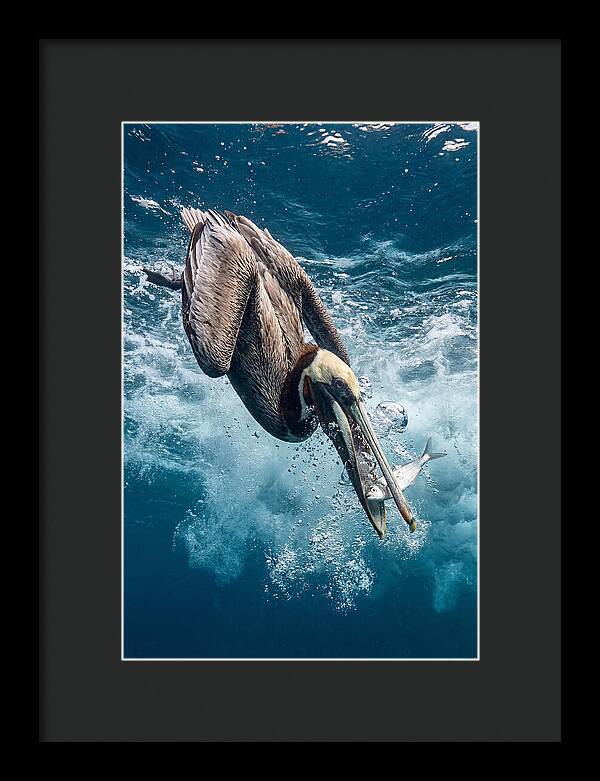 Pelican Plunge In Motion