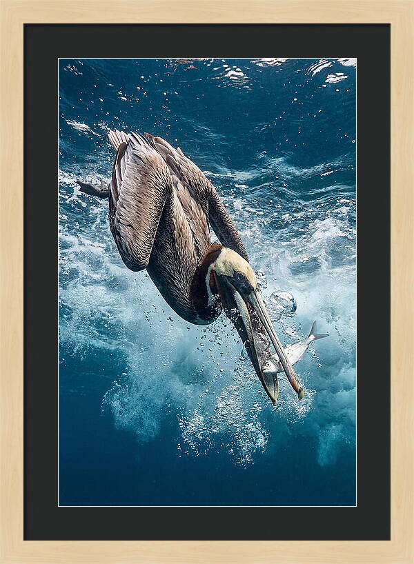 Pelican Plunge In Motion
