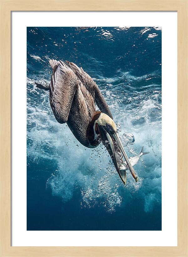 Pelican Plunge In Motion