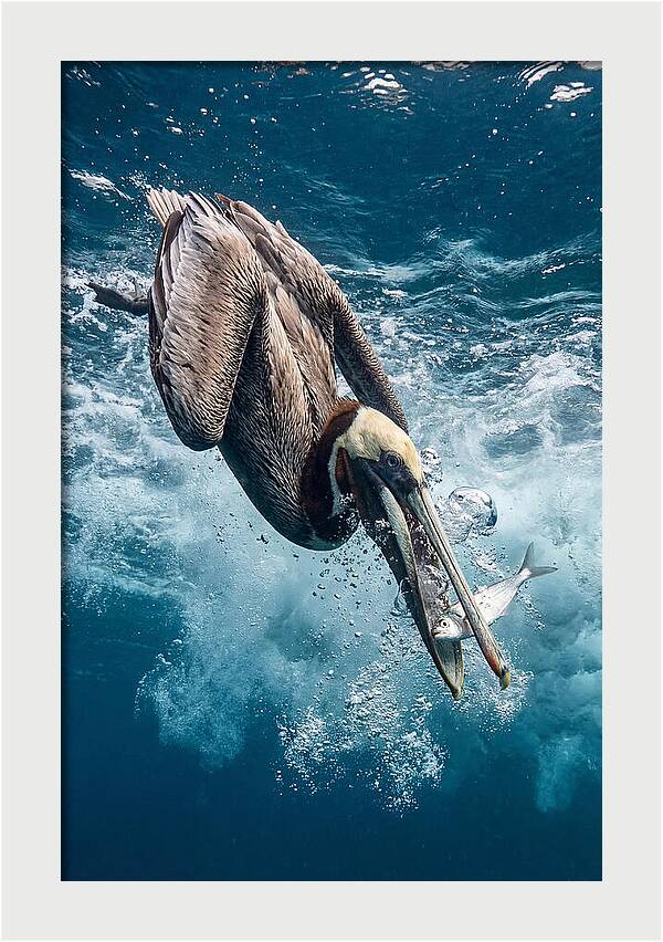 Pelican Plunge In Motion