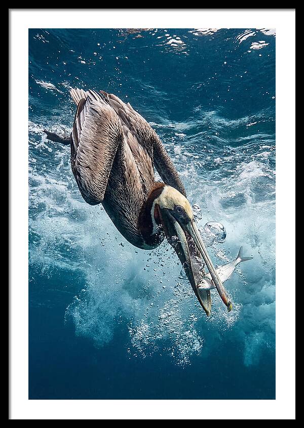 Pelican Plunge In Motion