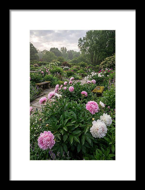 Peonies In Bloom
