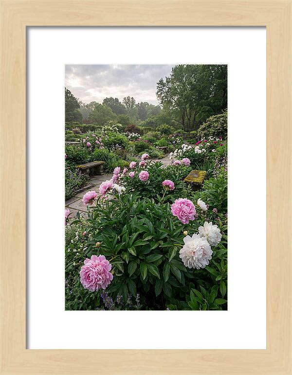 Peonies In Bloom
