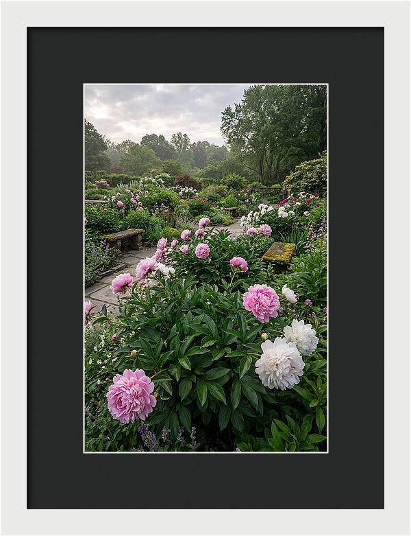 Peonies In Bloom