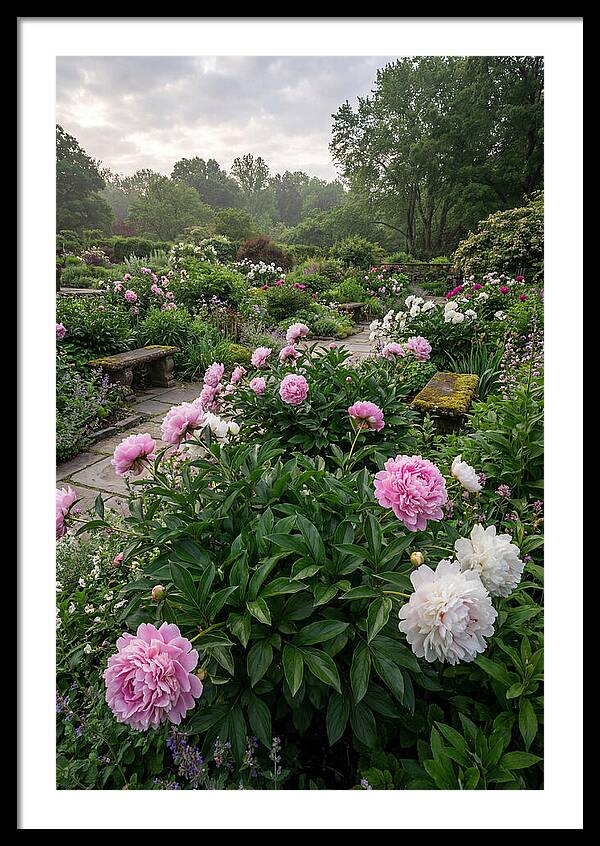 Peonies In Bloom
