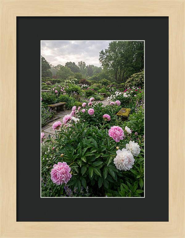 Peonies In Bloom