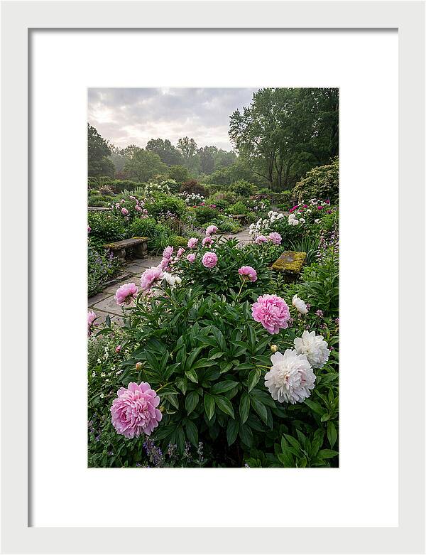 Peonies In Bloom