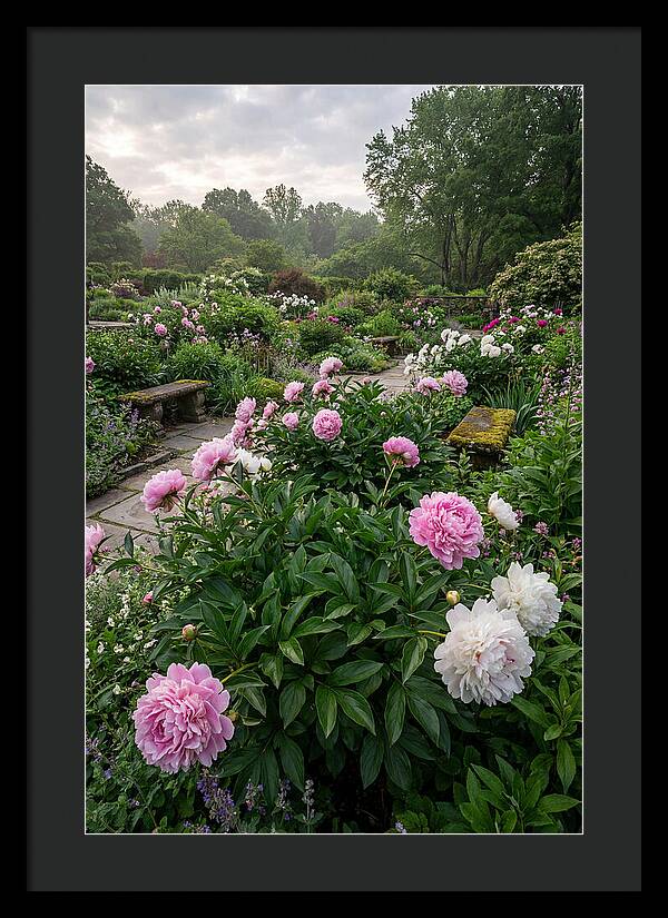 Peonies In Bloom