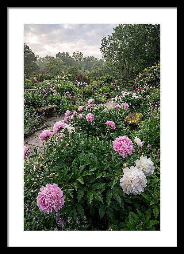 Peonies In Bloom