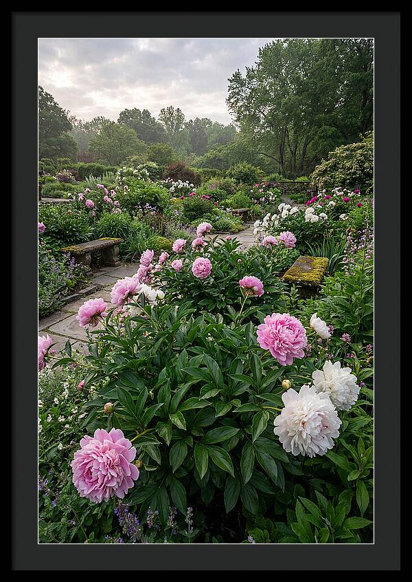 Peonies In Bloom