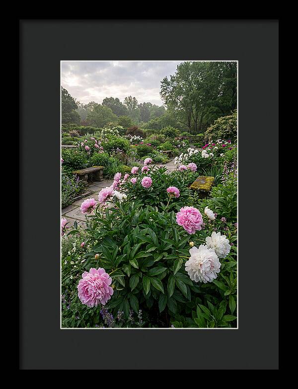 Peonies In Bloom