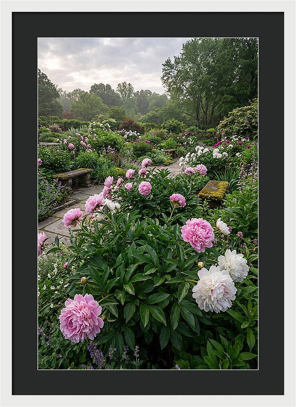Peonies In Bloom
