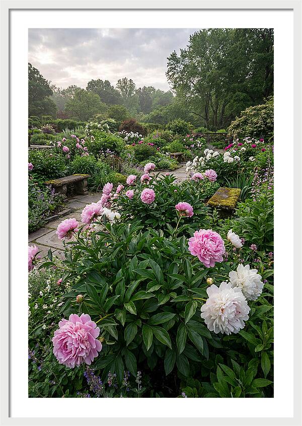 Peonies In Bloom