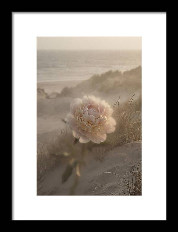 Peony In Soft Focus