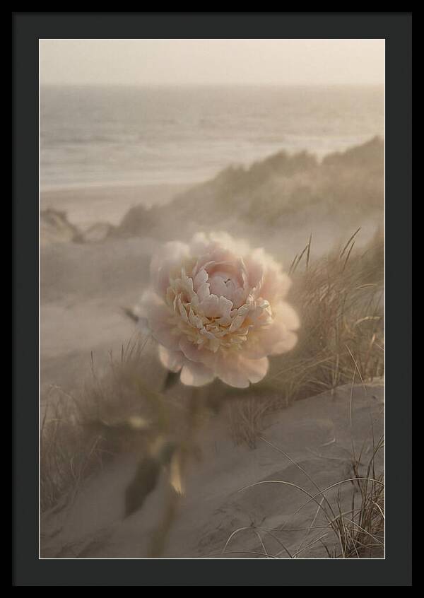Peony In Soft Focus