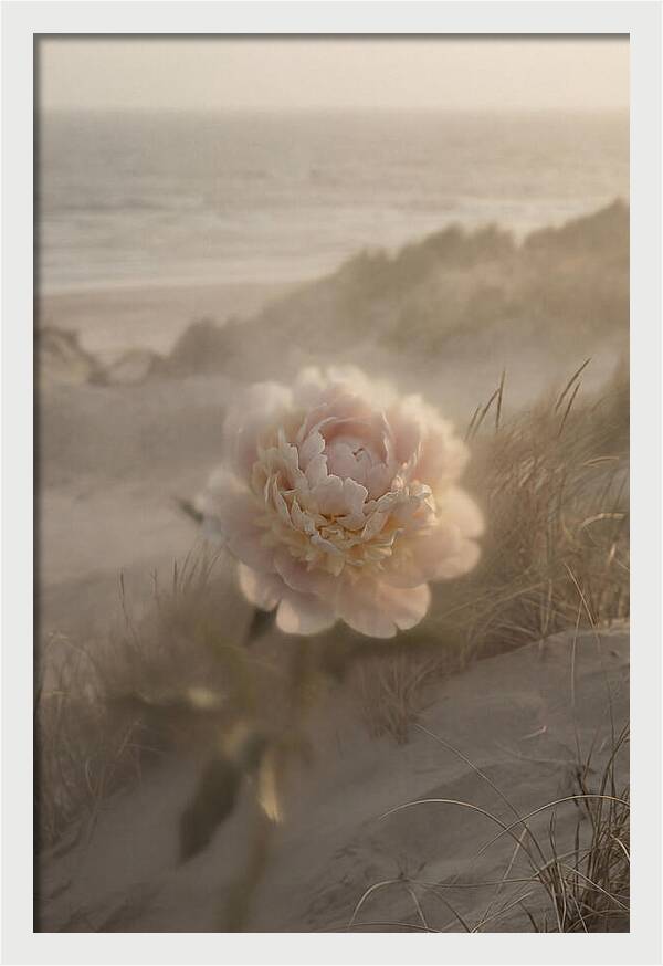 Peony In Soft Focus