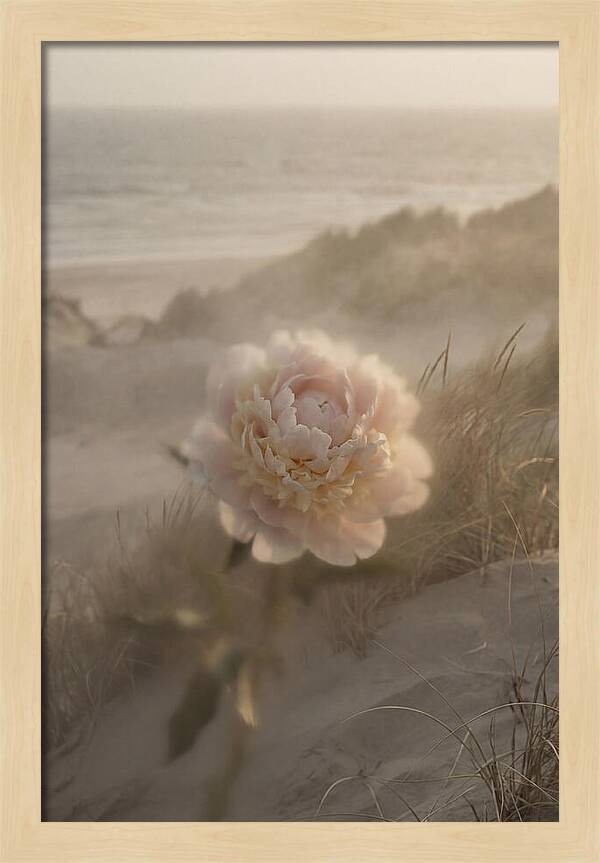 Peony In Soft Focus
