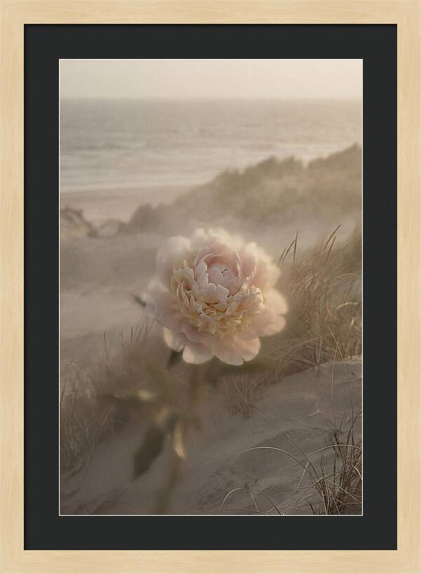 Peony In Soft Focus
