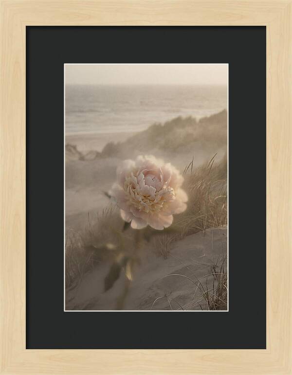 Peony In Soft Focus