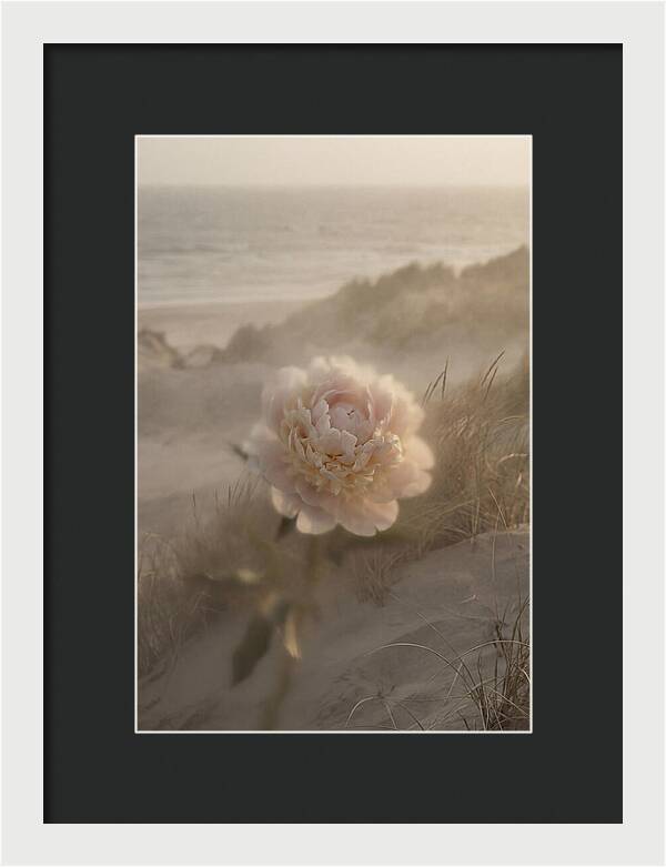 Peony In Soft Focus