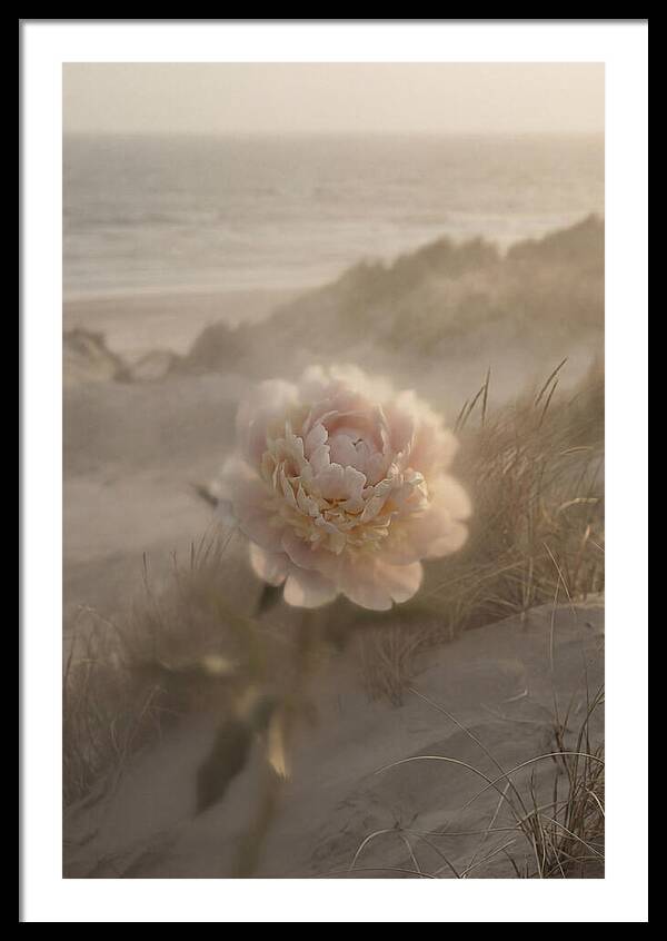 Peony In Soft Focus