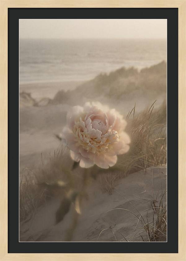 Peony In Soft Focus