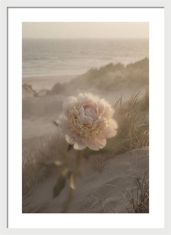 Peony In Soft Focus