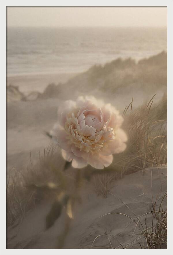 Peony In Soft Focus