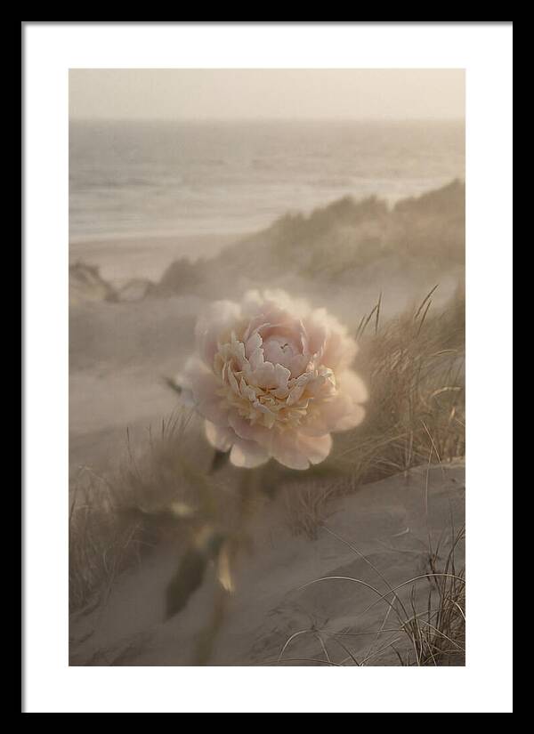 Peony In Soft Focus