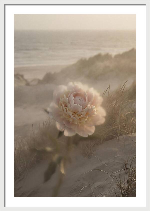 Peony In Soft Focus