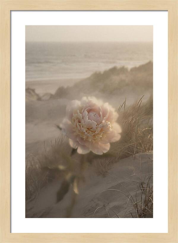 Peony In Soft Focus