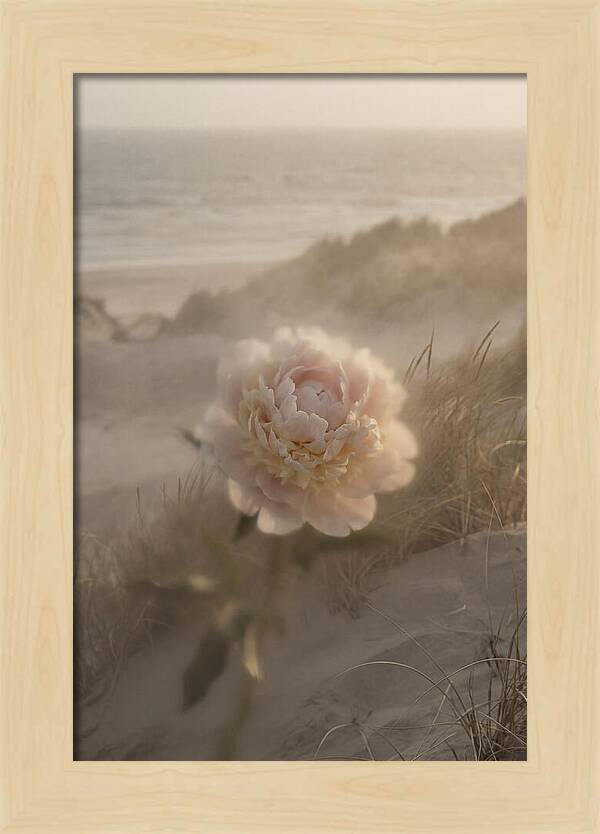 Peony In Soft Focus