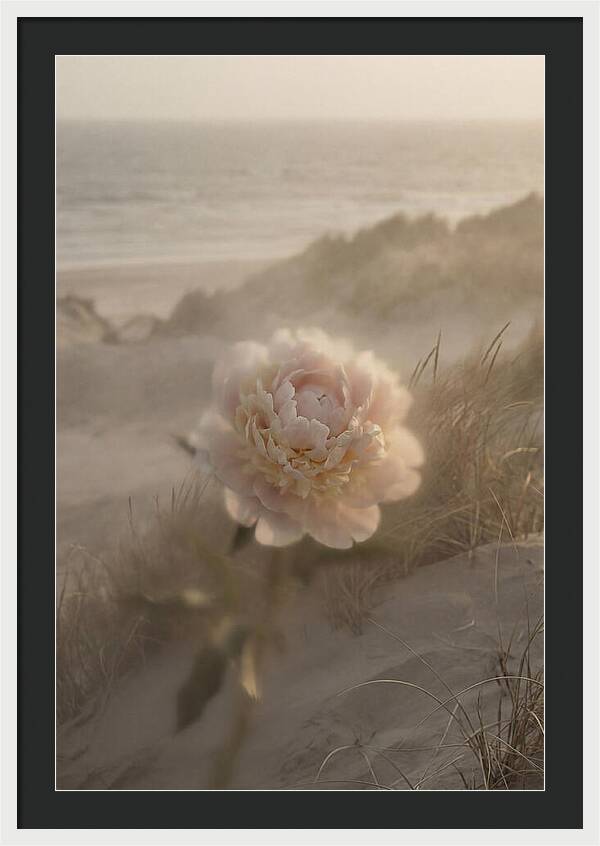 Peony In Soft Focus