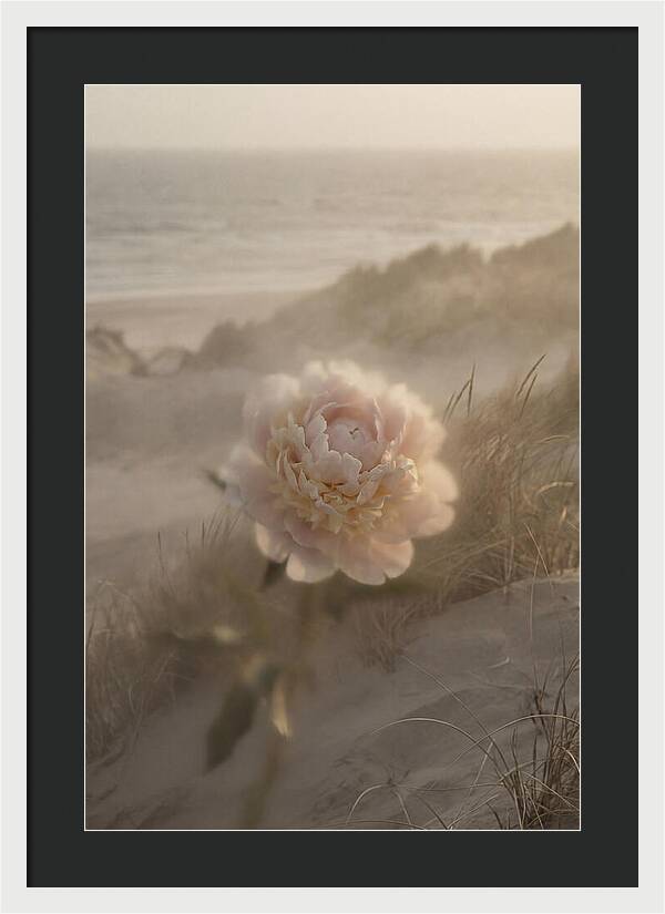 Peony In Soft Focus