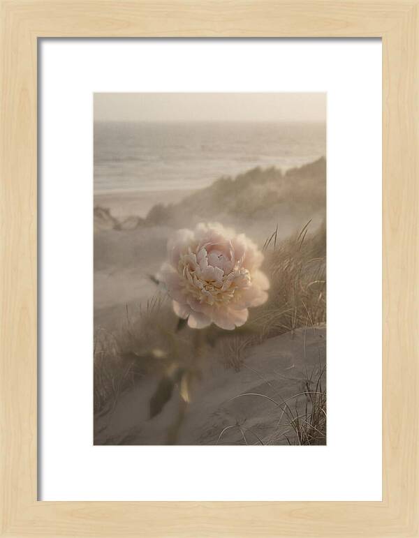 Peony In Soft Focus