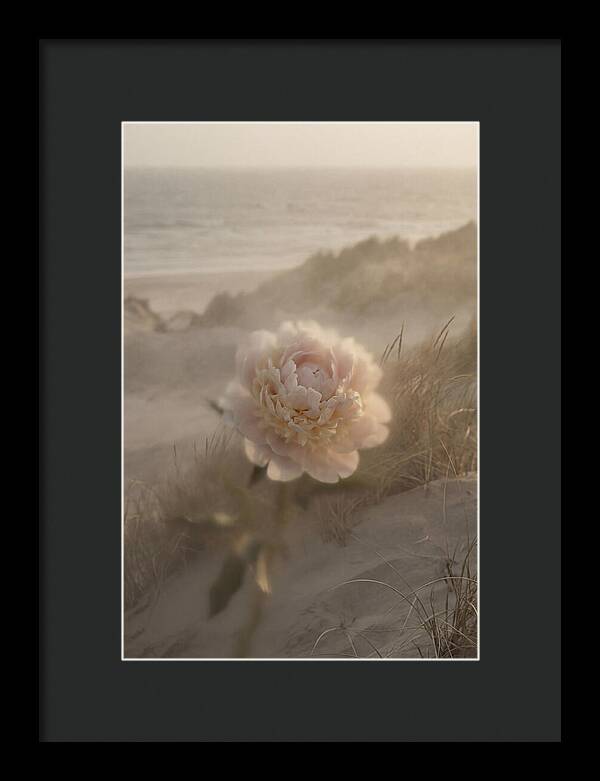 Peony In Soft Focus