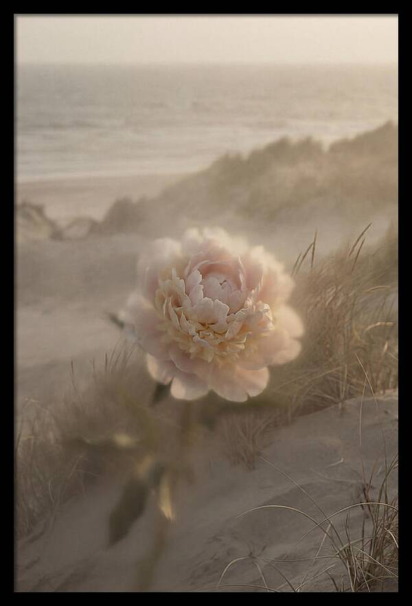 Peony In Soft Focus