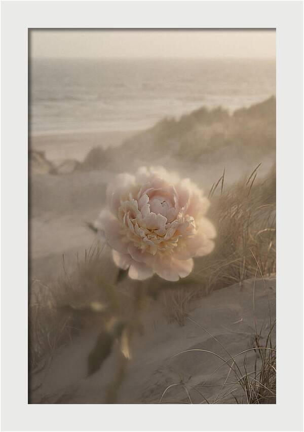 Peony In Soft Focus